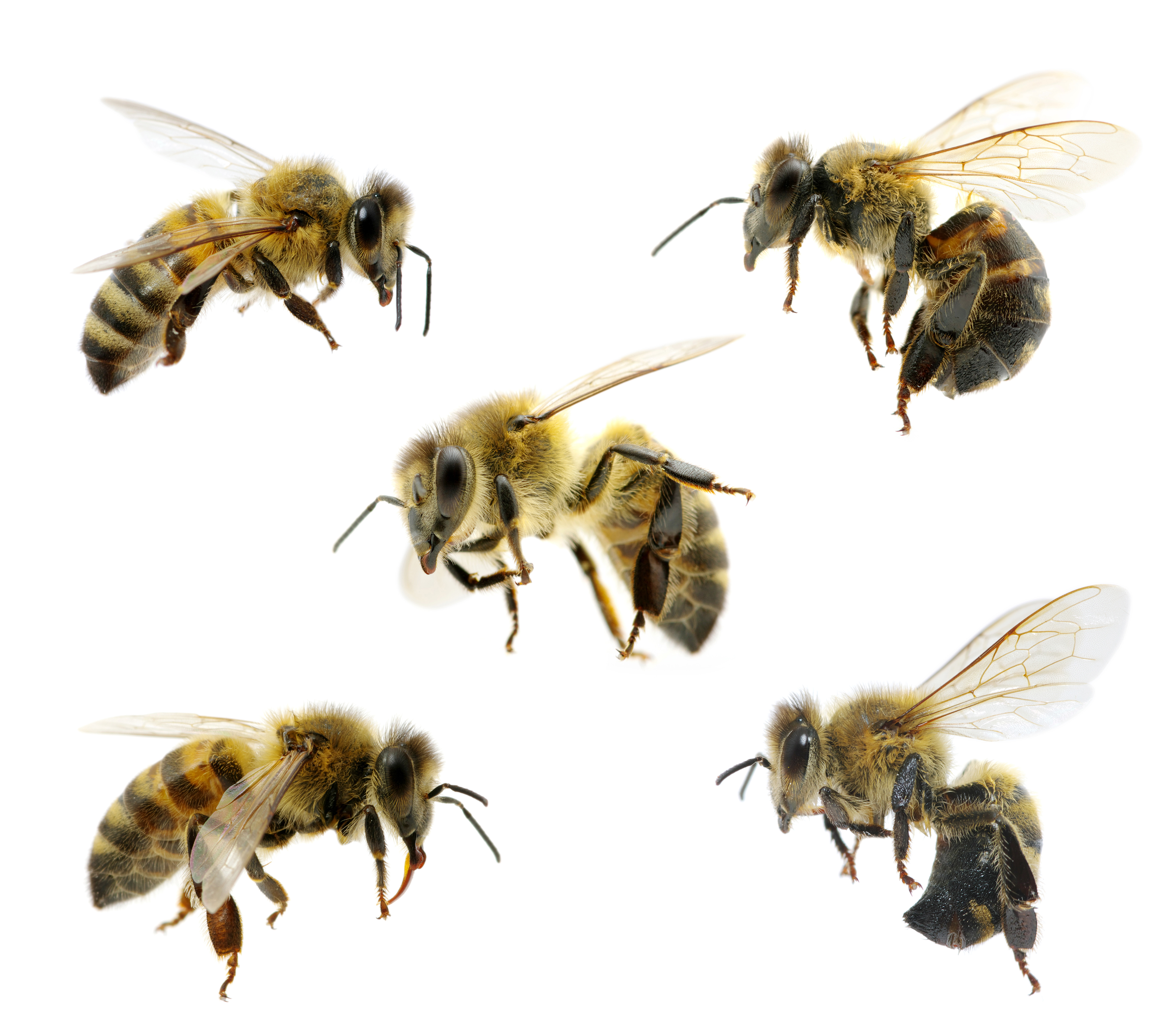 shutterstock 96750700